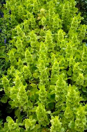  Muschelblume (Moluccella laevis) *** Shell flower Moluccella laevis Copyright: imageBROKER/O.xDiez ibldzo05149764.jpg