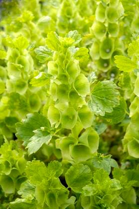  Muschelblume (Moluccella laevis) *** Shell flower Moluccella laevis Copyright: imageBROKER/O.xDiez ibldzo05149766.jpg