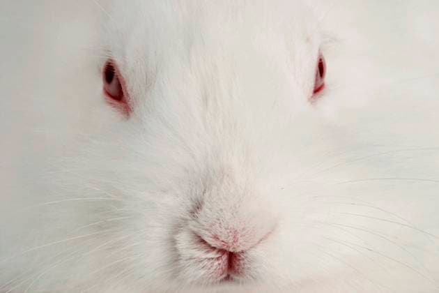 Angora-Kaninchen, Angorakaninchen (Oryctolagus cuniculus f. domestica), weisses Kaninchenkind, Portraet Angora rabbit (Oryctolagus cuniculus f. domestica), white young rabbit, portrait BLWS643427 *** Angora rabbit, Angora rabbit Oryctolagus cuniculus f domestica , white young rabbit, portrait Angora rabbit Oryctolagus cuniculus f domestica , white young rabbit, portrait BLWS643427 Copyright: xblickwinkel McPHOTO A.xSchauhuberx