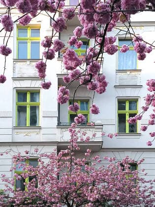 Blühende japanische Zierkirschen (Prunus Serrulata) in der Käthe-Niederkirchner-Straße in Berlin-Prenzlauer Berg, Deutschland, Europa, 03.05.2021