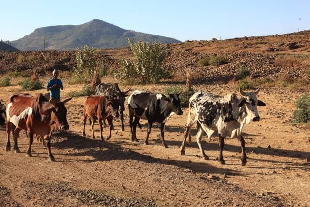 Kuehe laufen zurueck zu ihren Staellen, Landschaft nahe Axum, Aksum, Äthiopien, Aethiopien 7260750