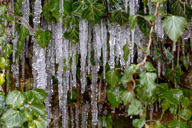 Efeu mit Eiszapfen im Winter