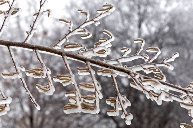 Haselnuss Haselnusskätzchen nach einem Eisregen *** Hazelnut hazelnut catkin after a freezing rain 1065524836