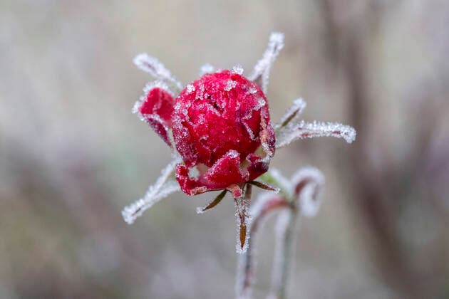 Rosenknospe mit Raureif