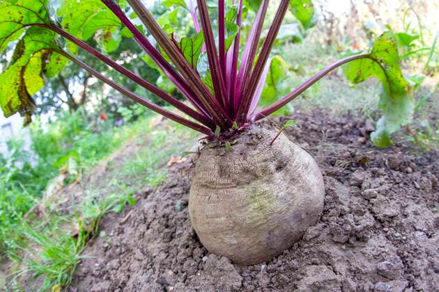 Rote Rüben Rote Bete *** Beetroot Beetroot 1065524472