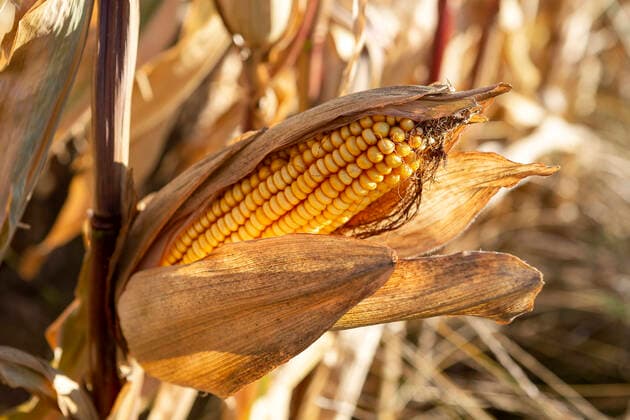 Reifer Mais Maiskolben *** Ripe corn Corn on the cob 1065524025