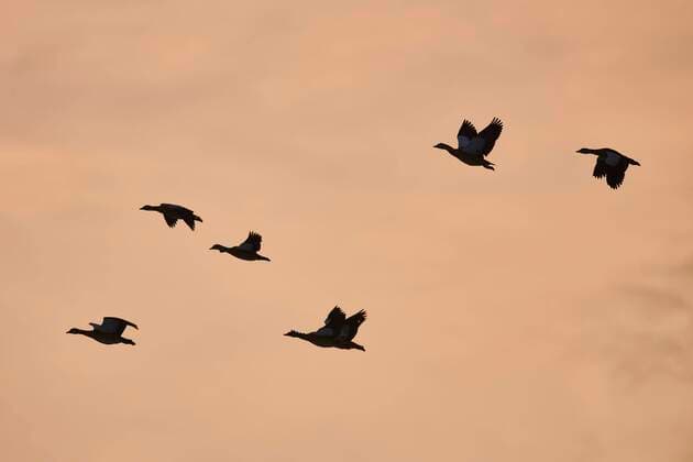 IMAGO Creative: Ruhe im Chaos  Nilgänse (Alopochen aegyptiaca), Vogelschar im Flug bei Sonnenuntergang, Bayern, Deutschland, Europa *** Egyptian geese Alopochen aegyptiaca , Flock of birds in flight at sunset, Bavaria, Germany, Europe Copyright: imageBROKER/Davidx&xMichaxSheldon ibxshe06731223.jpg