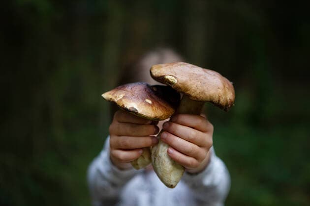 Creative Highlights Symbolbilder Girl holding mushrooms in forest Stein, BY, Germany CR_MZYLOL210504-736561-01 ,model released, Symbolfoto