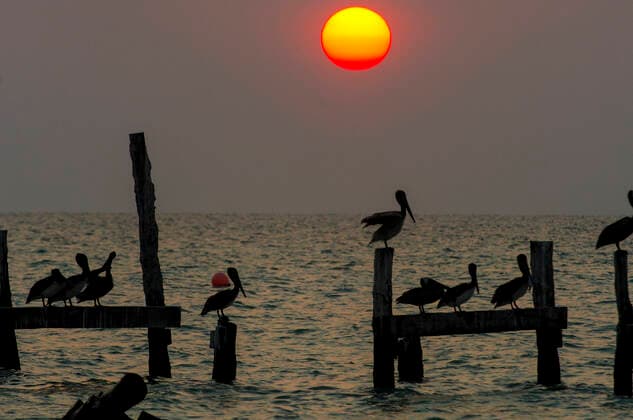 A brown pelican fishing and flying in the Sian Ka an Biosphere Reserve, World Heritage Siteis the largest protected area in the Mexican Caribbean. Quintana Roo; Mexico. PaoloPicciotto REDA&CO 1028_24_PPI6730