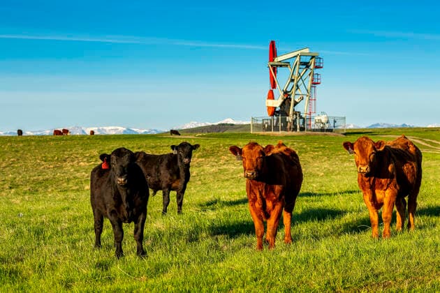 IMAGO Nature: Unsere Erde, Umweltverträgliche Herausforderungen des 21. Jahrhunderts, Fracking Cattle grazing in green field with pumpjack on top of hillside with blue sky; Longview, Alberta, Canada; Longview, Alberta, Canada  Copyright: MichaelxInterisano 33338667