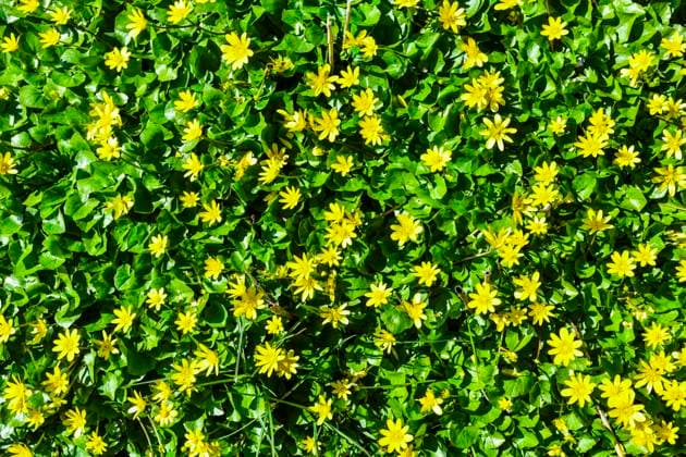 Scharbockskraut, Ficaria verna *** Lesser Celandine, Ficaria verna ** NUR FUER REDAKTIONELLE ZWECKE ** EDITORIAL USE ONLY **