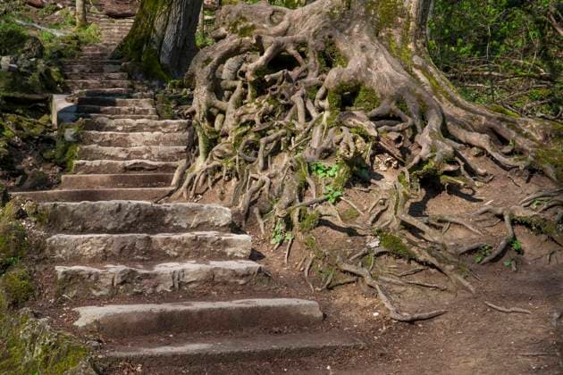  Baumwurzel und Treppe, bei Bad Urach, Baden-Württemberg, Deutschland, Europa *** Tree root and stairs, near Bad Urach, Baden Württemberg, Germany, Europe Copyright: imageBROKER/StanislavxBelicka ibxbsb06746287.jpg