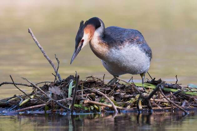 Haubentaucher (Podiceps cristatus), auf dem Nest, Emsland, Niedersachsen, Deutschland, Europa Copyright: imageBROKER/ErhardxNerger ibxenh06742381.jpg