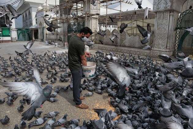 Covid-19: Strict Lockdown In Kashmir A man feeds pigeons outside deserted Hazratbal mosque during Covid-19 lockdown on the last friday of Ramadan in Srinagar, Indian Administered Kashmir on 07 May 2021. Thousands of people attend the prayers on the normal days every year due to covid-19 all the major mosques were closed. Srinagar India mattoo-notitle210507_npaTD  Copyright: xMuzamilxMattoox