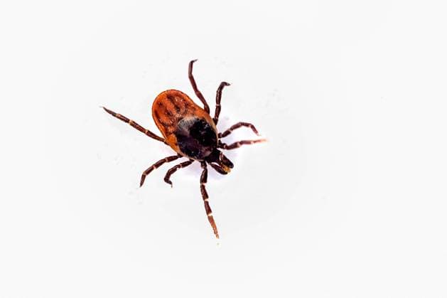 Zecke - Vorsicht vor Zeckenbiss Zeckenstich Mit den steigenden Temperaturen beginnt in Deutschland wieder die Zeckenzeit. Die Krankheitsübertragung durch eine Zecke, wie hier der Gemeine Holzbock, kann Krankheiten wie FSME oder Borreliose zu Folge haben. Münster Deutschland Copyright: xx