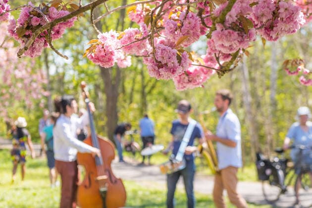 Tag der Musik am 21. Juni TV Asahi Kirschblütenallee in Teltow Bei sonnigem Wetter zog es viele Berliner:innen zum Verweilen und entspannen an der frischen Luft in die TV Asahi Kirschblütenalle am 09.05.2021 in Teltow. Die TV-Asahi-Kirschblütenallee befindet sich auf dem ehemaligen Grenzstreifen zwischen der Stadt Teltow und dem Berliner Ortsteil Lichterfelde. Die Bäume waren als Ausdruck der großen Freude über die Wiedervereinigung Deutschlands in einer vom japanschischen Fernsehsender TV-Asahi initiierten Spendenaktion in den 90ziger Jahren gepflanzt. Teltow Brandenburg Deutschland
