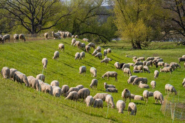 Eine Schafherde bei Güstebieser Loose (Landkreis Märkisch-Oderland) im Oderbruch auf dem Oderdeich. .Foto: Volker Hohlfeld Schafherde *** A flock of sheep near Güstebieser Loose County Märkisch Oderland in the Oderbruch on the Oder dike Photo Volker Hohlfeld Flock of sheep