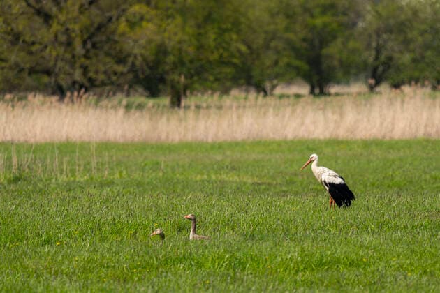 Ein Storch (Ciconia ciconia) auf Futtersuche auf einer Wiese an der Oder bei Güstebieser Loose (Landkreis Märkisch-Oderland) im Oderbruch.. Links vom Storch ein Paar Graugänse. Foto: Volker Hohlfeld Storch *** A stork Ciconia ciconia foraging on a meadow at the river Oder near Güstebieser Loose county Märkisch Oderland in the Oderbruch region Left of the stork a pair of greylag geese Photo Volker Hohlfeld Stork
