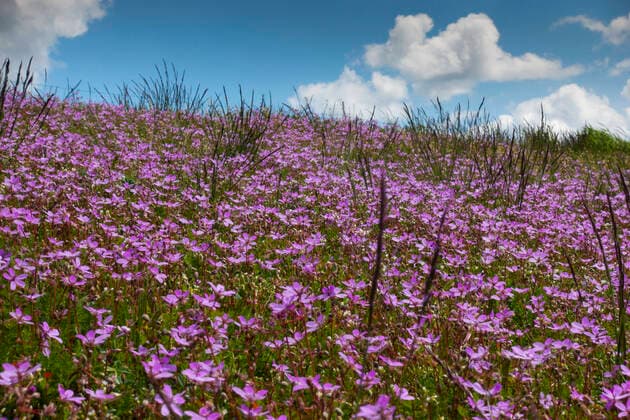 Violett blühende Frühlingsblumen auf dem Oderdeich bei Güstebieser Loose (Landkreis Märkisch-Oderland) im Oderbruch. Foto: Volker Hohlfeld Blühender Oderdeich *** Purple blooming spring flowers on the Oder dyke near Güstebieser Loose District Märkisch Oderland in the Oderbruch Photo Volker Hohlfeld Blooming Oder dyke