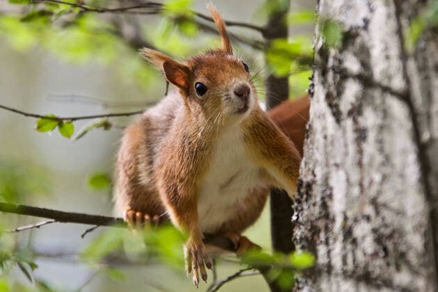 Creative Highlights World Eurasisches Eichhörnchen in der Naatur, 09.05.2021, Baden-Württemberg, Heidenheim an der Brenz: Europaeisches Eichhoernchen, Eurasisches Eichhoernchen, Eichhoernchen (Sciurus vulgaris) auf einer Wiese. Am Wochenende strahlte die Sonne. Das kurze Sommerintermezzo kam quasi Â«über NachtÂ» mit Temperaturen von bis zu 30 Grad. Heidenheim an der Brenz Baden-Württemberg Deutschland Heidenheim an Brenz *** Eurasian squirrel in the nature, 09 05 2021, Baden Württemberg, Heidenheim an der Brenz European squirrel, Eurasian squirrel, squirrel Sciurus vulgaris on a meadow At the weekend the sun was shining The short summer intermezzo came quasi Â over nightÂ with temperatures up to 30 degrees Heidenheim an der Brenz Baden Württemberg Germany Heid Copyright: x xonw-imagesx xDennisxStraubx