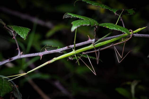 copulation of couple stick insects Bacillus rossius in thorn bush overnight Copyright: xPedroxLunax Model Released