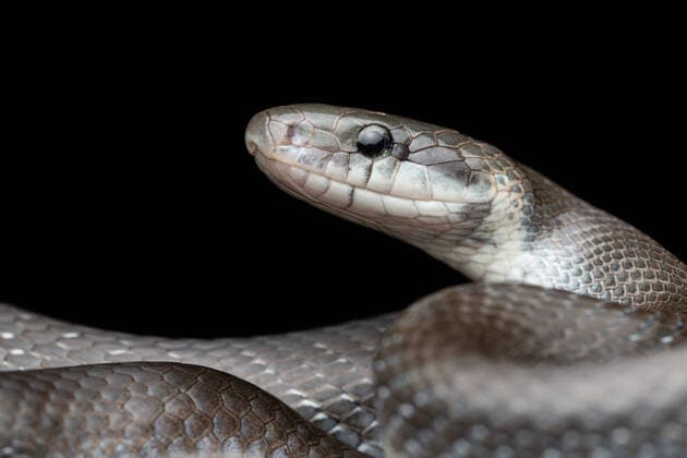 Creative Highlights World Portrait Aesculapian snake Zamenis longissimus with parcial melanism in nature Copyright: xPedroxLunax Model Released