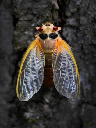 Creative Highlights World May 10, 2021, Fairfax, Virginia, USA: Brood X 17-year Cicadas emerge in Fairfax VA. There are a variety of cicada broods that emerge at different time intervals. This particular brood, known as Brood X, comes every 17 years. It was last here in 2004. Since then, the insects have been underground, living off of plant roots until it is time to emerge. Their lifespan above ground is short. Once they come out, in a 4-to 6-week span, they find a mate, lay their eggs and hatch the next brood, which will go underground for 17 years. Once their work is done, they will die. We™ll see the next brood in 2038. Fairfax USA - ZUMAg208 20210510_zap_g208_001 Copyright: xCarolxGuzyx