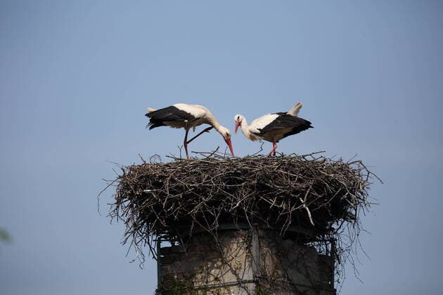 Entertainment Bilder des Tages Zwei Störche im Nest, Potsdam, Ortsteil Bornim, 11. Mai 2021. Störche in Potsdam