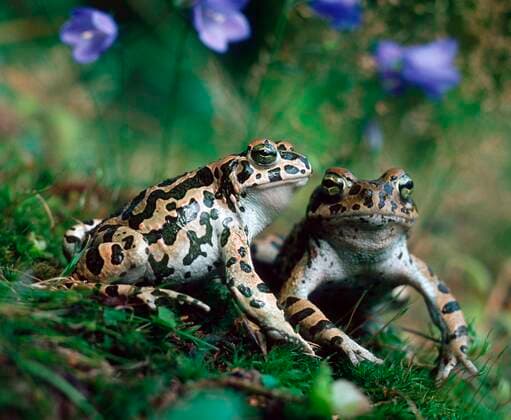  Wechselkröte (Bufo viridis), Paar, Wechsekröte *** Green toad Bufo viridis , Pair, Green toad Copyright: imageBROKER/H.xReinhard iblrni05203610.jpg