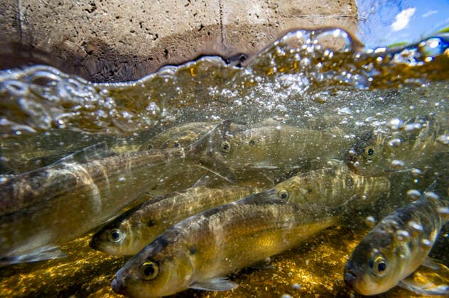 May 12, 2021, Woburn, Massachusetts, USA: Thousands of herring fish make their way up the Horn river from the Atlantic Ocean to Horn Pond. Hundreds of thousands of herring will make their way to the pond where they will spawn and then head back to the ocean as part of their life cycle. Members of the Marine Fisheries help move the fish from the rivers and streams into the lakes and ponds with nets at locations that there are no fish ladders or there are dams blocking them. Woburn USA - ZUMAp158 20210512_zap_p158_006 Copyright: xJosephxPreziosox