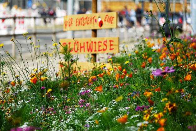 Blühwiese 17.09.2020, Chemnitz, Zschopauer Str., Auf der Zschopauer Str. im Chemnitzer Zentrum entsteht eine Blühwiese . Geträu dem Motto Chemnitz ist Bunt und dem Hinweis auf einem an der Wiese stehenden Schild Chemnitz 2025 passt das natürlich hervorragend zur Potenziellen Kulturhauptstadt. Chemnitz Sachsen Germany *** Flowering meadow 17 09 2020, Chemnitz, Zschopauer Str, On the Zschopauer Str in the Chemnitz center a flowering meadow Geträu the slogan Chemnitz is colorful and the reference on a sign standing at the meadow Chemnitz 2025 fits of course outstanding to the potential culture capital Chemnitz Saxonia Germany