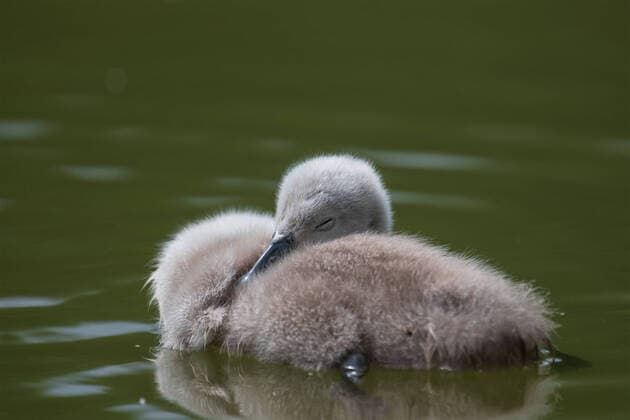 Creative Highlights World Schlafendes Hoekerschwan-Kueken das erst vor kurzem geborene Hoeckerschwan-Kueken (Cygnus olor) goennt sich eine kurze Pause und schlaeft am Ufer des Breitenbachsee bei Reutlingen (Baden-Wuerttemberg) Reutlingen Baden-Wuerttemberg Deutschland *** Sleeping Mute Swan Chick the recently born Mute Swan Chick Cygnus olor takes a short break and sleeps on the shore of the Breitenbachsee near Reutlingen Baden Wuerttemberg Reutlingen Baden Wuerttemberg Germany Copyright: xBEAUTIFULxSPORTS Grundlerx