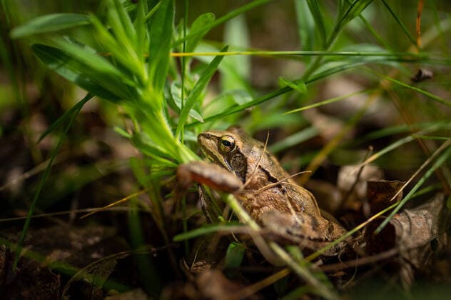 Creative Highlights World Portrait of an agile frog (Rana dalmatina) sitting in a meadow Floridsdorf Austria