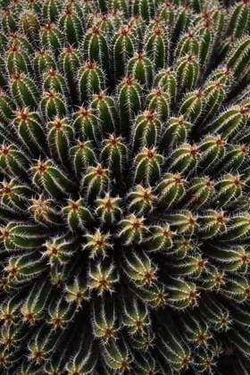 Creative Highlights World High angle green Echinopsis pachanoi cacti with sharp prickles growing on plantation in daylight Copyright: xJavierxBravox Model Released