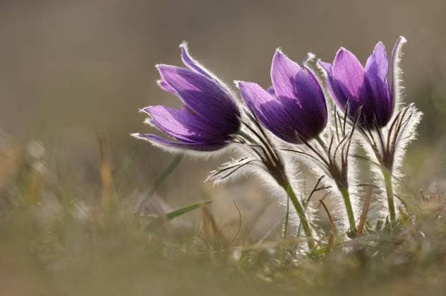 Creative Highlights World Dreiergruppe... Küchenschellen *Pulsatilla vulgaris*, erste Frühblüher, leuchtende Frühlingsboten, Wildblumen Common Pasque Flower ( Pulsatilla vulgaris ), flowering, blossoming spring ephemerals, growing on calcareous low-nutrient meadow, wild flower, Europe. Nordrhein-Westfalen Deutschland, Westeuropa