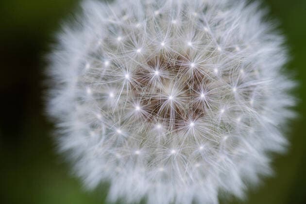 Creative Highlights World Ein reifer Löwenzahn, auch Pusteblume genannt am 18. Mai 2021 bei Stahnsdorf. reife Löwenzahnpflanze (Pusteblume) *** A mature dandelion, also called dandelion on 18 May 2021 near Stahnsdorf mature dandelion plant dandelion