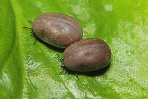 Creative Highlights World Zecken in der Landschaft, Parks und Gärten Zwei mit Blut vollgesogene Zecken krabbeln auf einem Blatt *** Ticks in the landscape, parks and gardens Two blood-soaked ticks crawling on a leaf