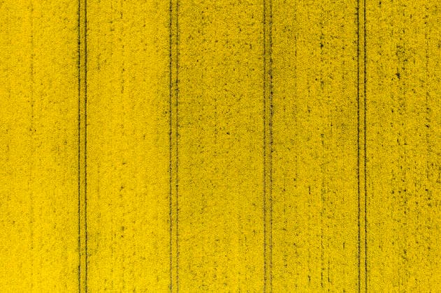 News Bilder des Tages Field of rapeseed, Christiansfeld, Denmark Christiansfeld, Denmark. 19th, May 2021. A field of rapeseed with bright-yellow flowers seen in the Region of Southern Denmark. Christiansfeld Region Southern Denmark Denmark  Copyright: xGonzalesxPhoto LassexLagonix