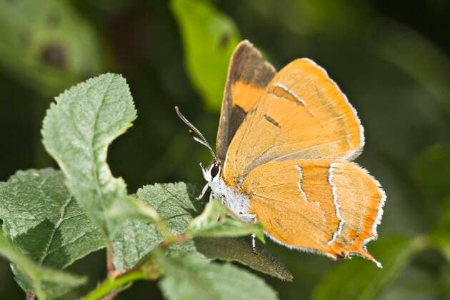 Birkenzipfelfalter, Birken-Zipfelfalter, Nierenfleck, Nierenfleck-Zipfelfalter, Nierenfleckzipfelfalter (Thecla betulae), sitzt auf einem Blatt, Oesterreich brown hairstreak (Thecla betulae), sits on a leaf, Austria BLWS643698 *** Birch fritillary, birch fritillary, kidney fritillary, kidney fritillary, kidney fritillary Thecla betulae , sits on a leaf, Austria brown hairstreak Thecla betulae , sits on a leaf, Austria BLWS643698 Copyright: xblickwinkel McPHOTO A.xSchauhuberx