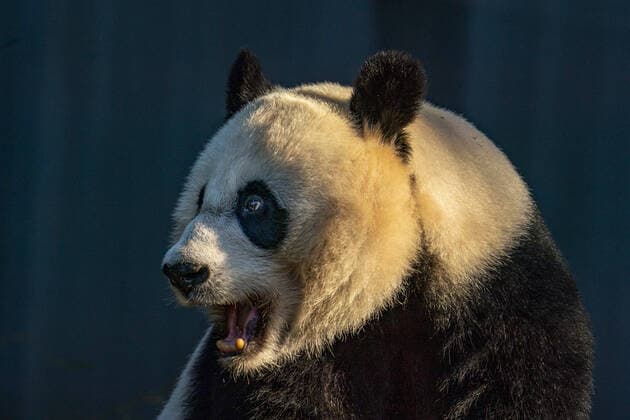 Bilder des Jahres 2021, Entertainment 05 Mai Entertainment Themen der Woche KW20 Entertainment Bilder des Tages Mei Xiang, 22 year old female giant panda at the Smithsonian National Zoo in Washington, D.C. on Thursday, May 20, 2021. The Smithsonian National Zoo reopens to the public Friday since being close due to Covid-19.  WAP20210520005 TASOSxKATOPODIS