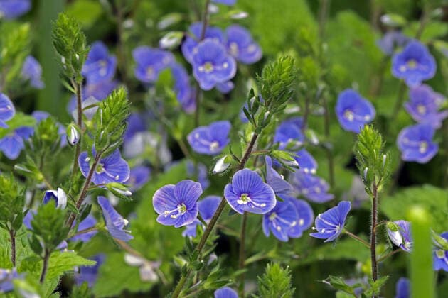 Wildblumen zur Blütezeit Der Gamander-Ehrenpreis zur Blütezeit im Mai *** Wildflowers in bloom The Gamander Speedwell in bloom in May