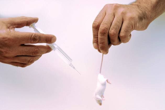 Farbmaus, Farb-Maus (Mus musculus), Albinomaus im Tierversuch fancy mouse (Mus musculus), albino mouse, animal test BLWS644493 *** Color mouse, color mouse Mus musculus , albino mouse in animal test fancy mouse Mus musculus , albino mouse, animal test BLWS644493 Copyright: xblickwinkel McPHOTO A.xSchauhuberx