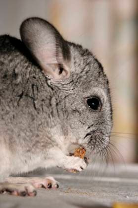 Chinchilla (Chinchilla spec.), beim Fressen, Freisteller chinchilla (Chinchilla spec.), feeding, cut-out BLWS644519 *** Chinchilla Chinchilla spec , feeding, cut out chinchilla Chinchilla spec , feeding, cut out BLWS644519 Copyright: xblickwinkel McPHOTO A.xSchauhuberx