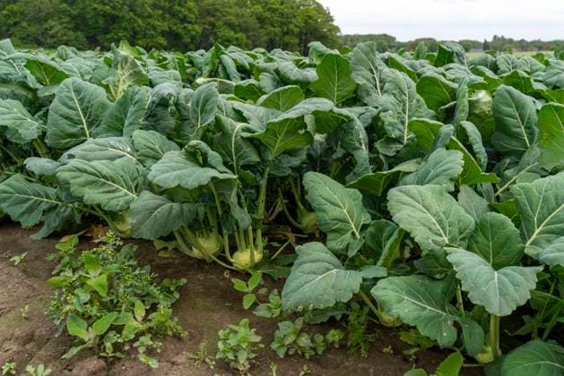 Feld mit Kohlrabi Pflanzen, Kohlrabi Knollen, NRW, Deutschland, Landwirtschaft *** Field with kohlrabi plants, kohlrabi tubers, NRW, Germany, Agriculture