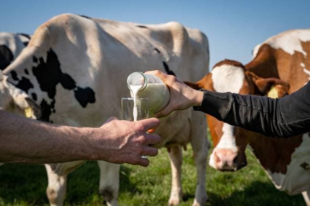 Milchwirtschaft - demonstratives Einschenken von Milch in ein Trinkglas auf einer Kuchweide zwischen Kühen, landwirtschaftliches Symbolfoto. Milchviehhaltung - Kühe auf der Weide. Bei Milchpreisen auf niedrigem Niveau und ständig steigenden Auflagen stehen viele junge Hofnachfolger vor der schwierigen Frage, ob sie den elterlichen Betrieb noch übernehmen sollen. Raum Weser-Ems Niedersachsen Deutschland *** Dairy farming demonstrative pouring of milk into a drinking glass in a cow pasture between cows, agricultural symbol photo Dairy farming cows in the pasture With milk prices at a low level and constantly increasing requirements, many young farm successors are faced with the difficult question of whether they should still take over t