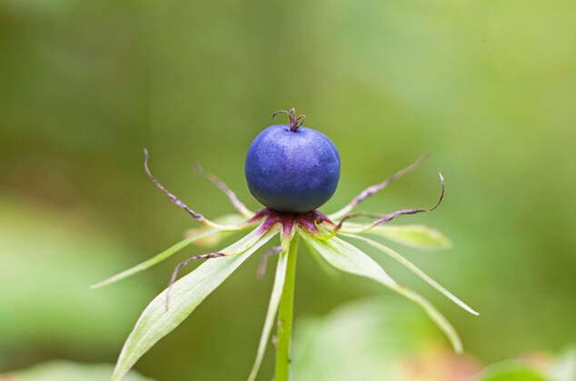Herb-Paris (Paris quadrifolia) SWEDEN x2706x *** Herb Paris Paris quadrifolia SWEDEN x2706x,  Copyright: xBengtxEkman TTx BERRIES