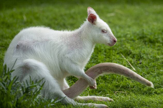 Bilder des Jahres 2021, Entertainment 05 Mai Entertainment Bilder des Tages Eindrücke aus dem Zoo in Tabor, Tschechien Red-necked wallaby, Bennett s wallaby (Macropus rufogriseus) is seen in the Tabor Zoo, Czech Republic, on May 24, 2021. (CTKxPhoto VaclavxPancer) CTKPhotoP2021052406733  VPC_04