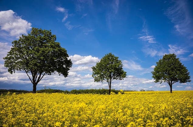News Bilder des Tages 24.05.2021, xovx, Rapsblüte in Hessen, Grünberg, Landkreis Gießen. Rapsblüte auf den mittelhessischen Feldern in der Nähe von Grünberg (Oberhessen) Grünberg, Landkreis Gießen Queckbörner Höhe Hessen Deutschland (DE)