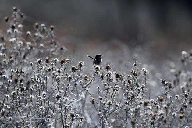 BIRD LIFE STOCK, A blue wren bird sits on dried out thistles in Canberra, Tuesday, May 25, 2021. ( NO ARCHIVING, EDITORIAL USE ONLY, NO USE IN BOOKS WITHOUT CONSENT CANBERRA ACT AUSTRALIA  Copyright: xLUKASxCOCHx 20210525001544994075
