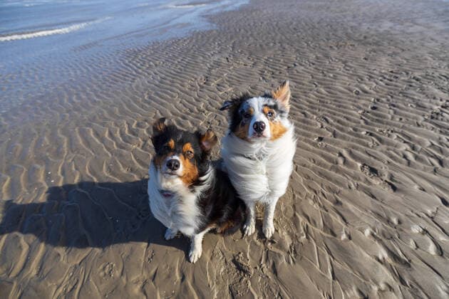 12.03.2021, Deutschland, Sankt Peter-Ording, Australian Shepherd Pärchen schaut in die Kamera